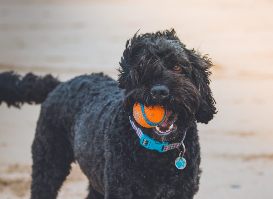 Perro-pelota-juego-lamascoteria.pe