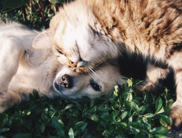 alimento-barf-delivery-perro-gato-lamascoteria.pe