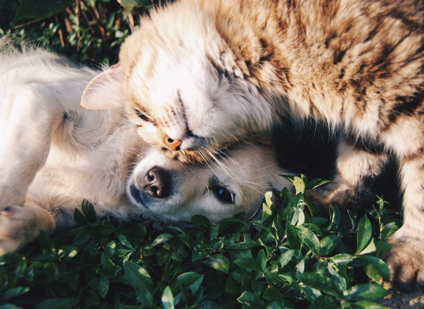 alimento-barf-delivery-perro-gato-lamascoteria.pe