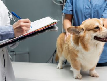 20230224091922veterinario-cuidando-perro-mascota_pv2