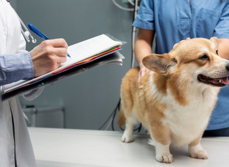 20230224091922veterinario-cuidando-perro-mascota_pv2